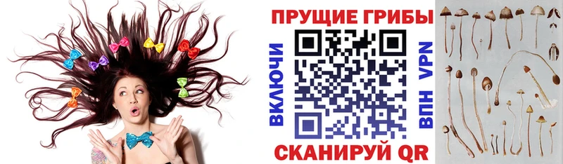 магазин продажи   Приволжск  Галлюциногенные грибы Psilocybine cubensis 